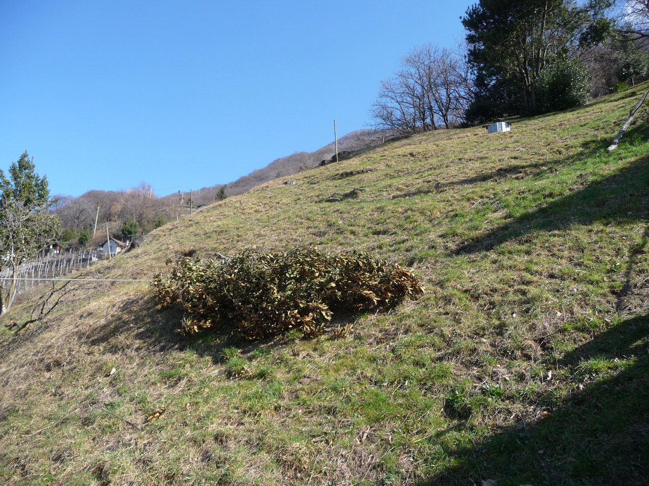 Vista dal basso del terreno , Terreno vendita, 6500 Bellinzona